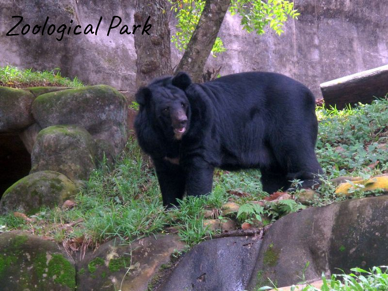 The Thiruvananthapuram Zoological Park